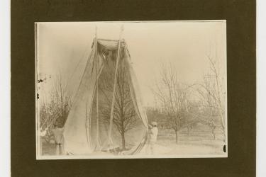 A Black man and two white men pulling a sheet over a tree to fumigate it