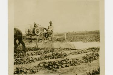 Black man sat atop a horse-drawn cart spraying fields