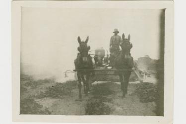 Black man sat atop a horse-drawn cart, dusting for melon blight