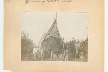 two Black men removing a fumigation sheet from a tree