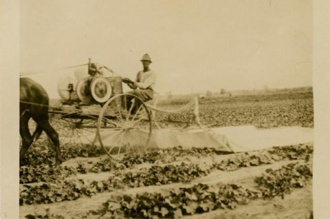 Black man sat atop a horse-drawn cart, dusting crops