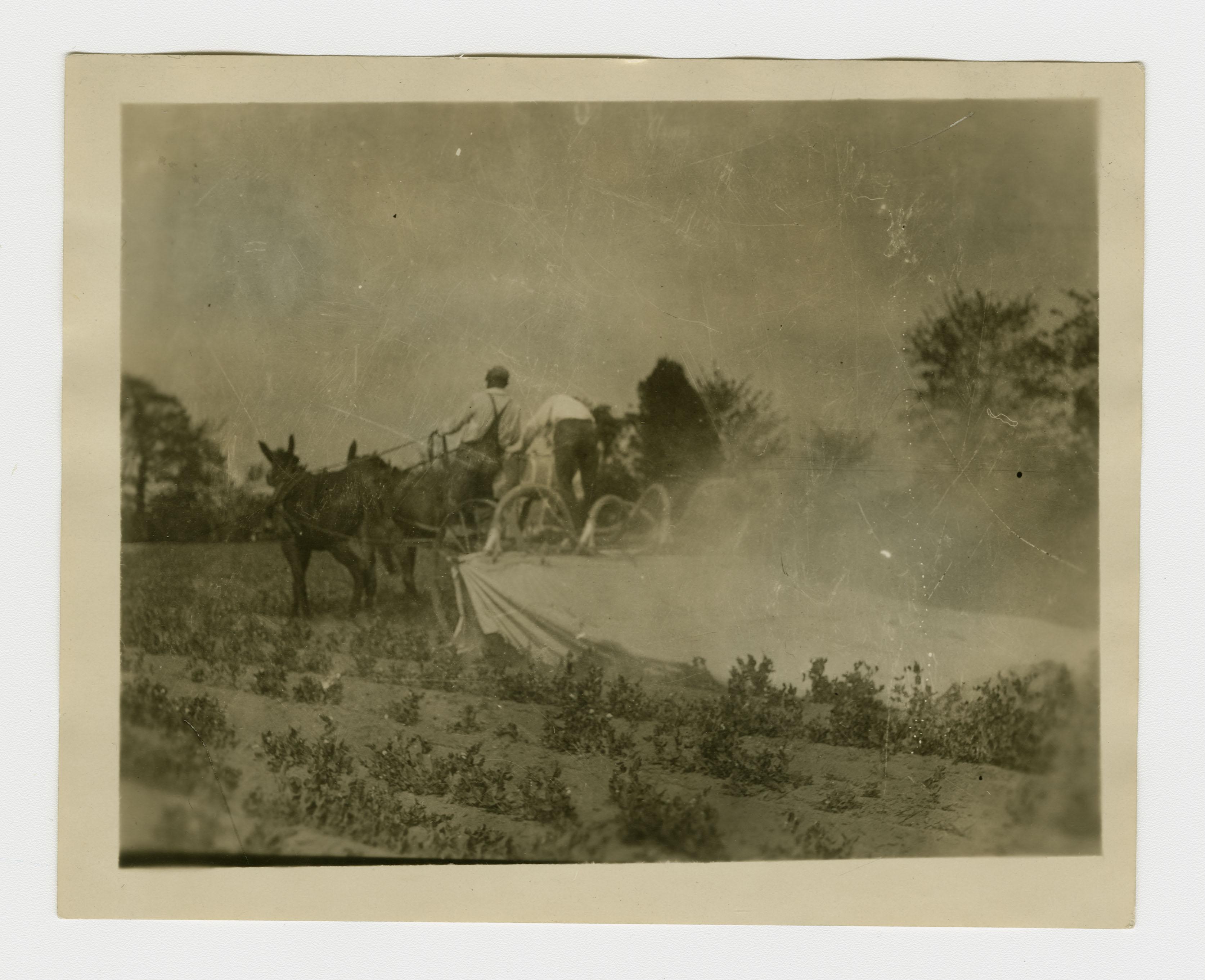 Black man sat atop a horse-drawn cart, spraying fields