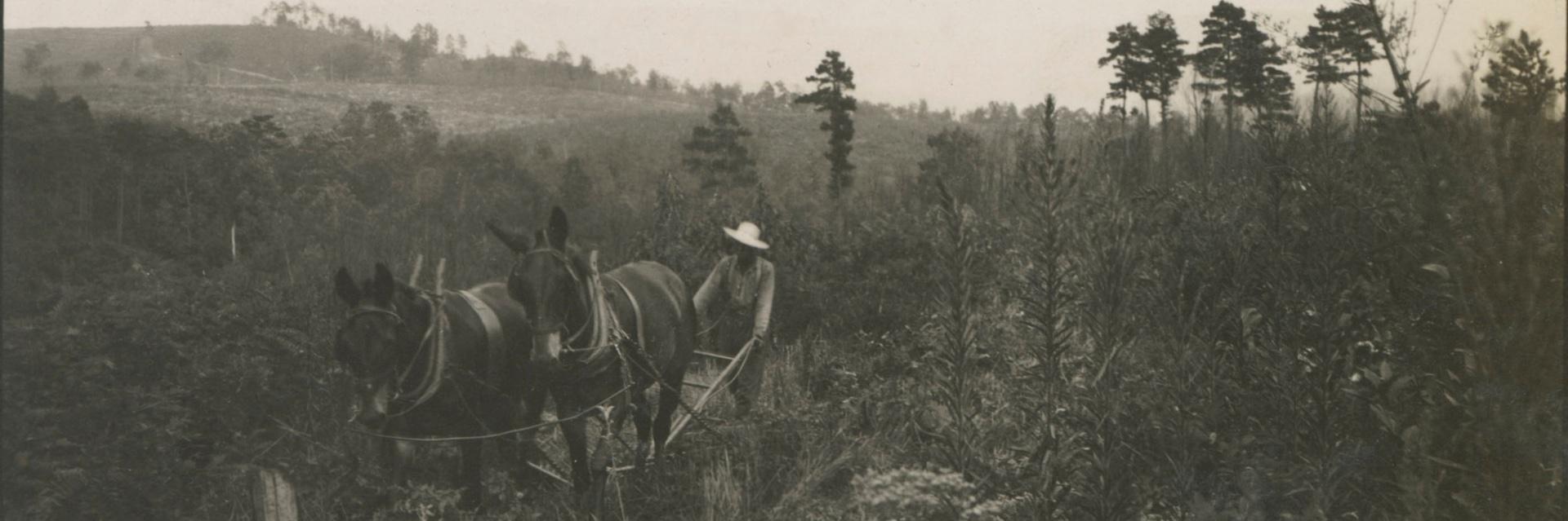 sepia toned photo of a Black laborer in a wide brimmed hat walking with an axle behind two horses in a field of grass, trees, and shrubbery